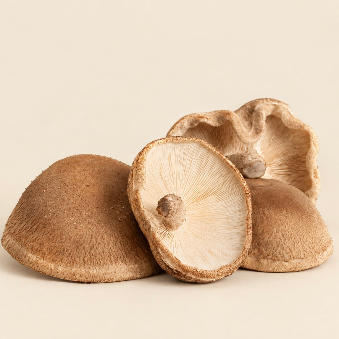 Shiitake Mushroom