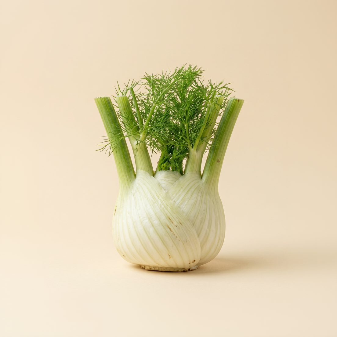 Fennel