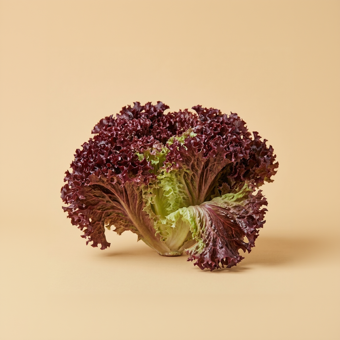 Lettuce Lollo Rosso