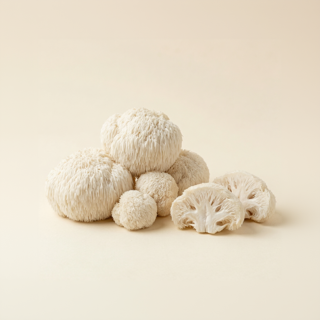 Lion's Mane Mushroom
