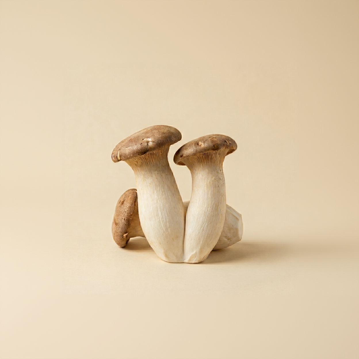 King Oyster Mushroom