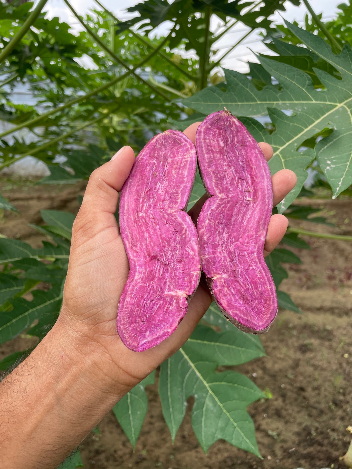Purple Sweet Potato