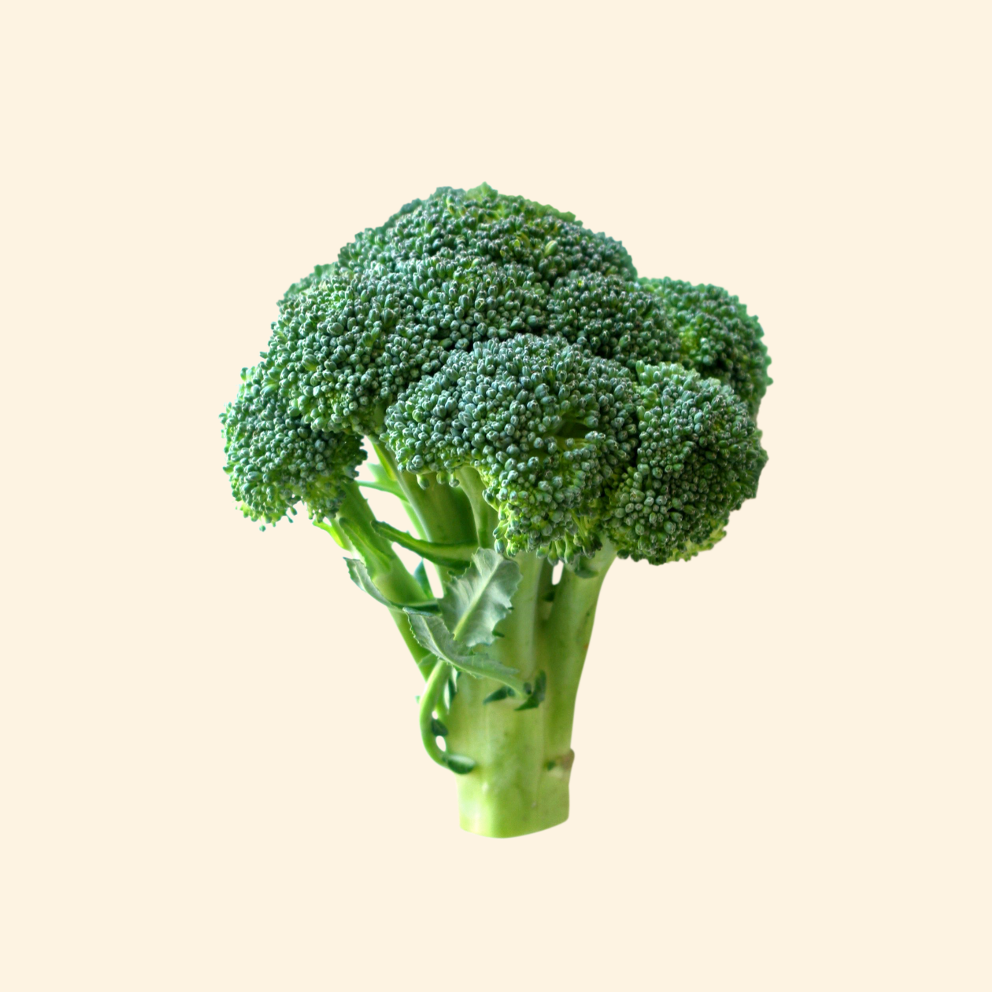 Broccoli
