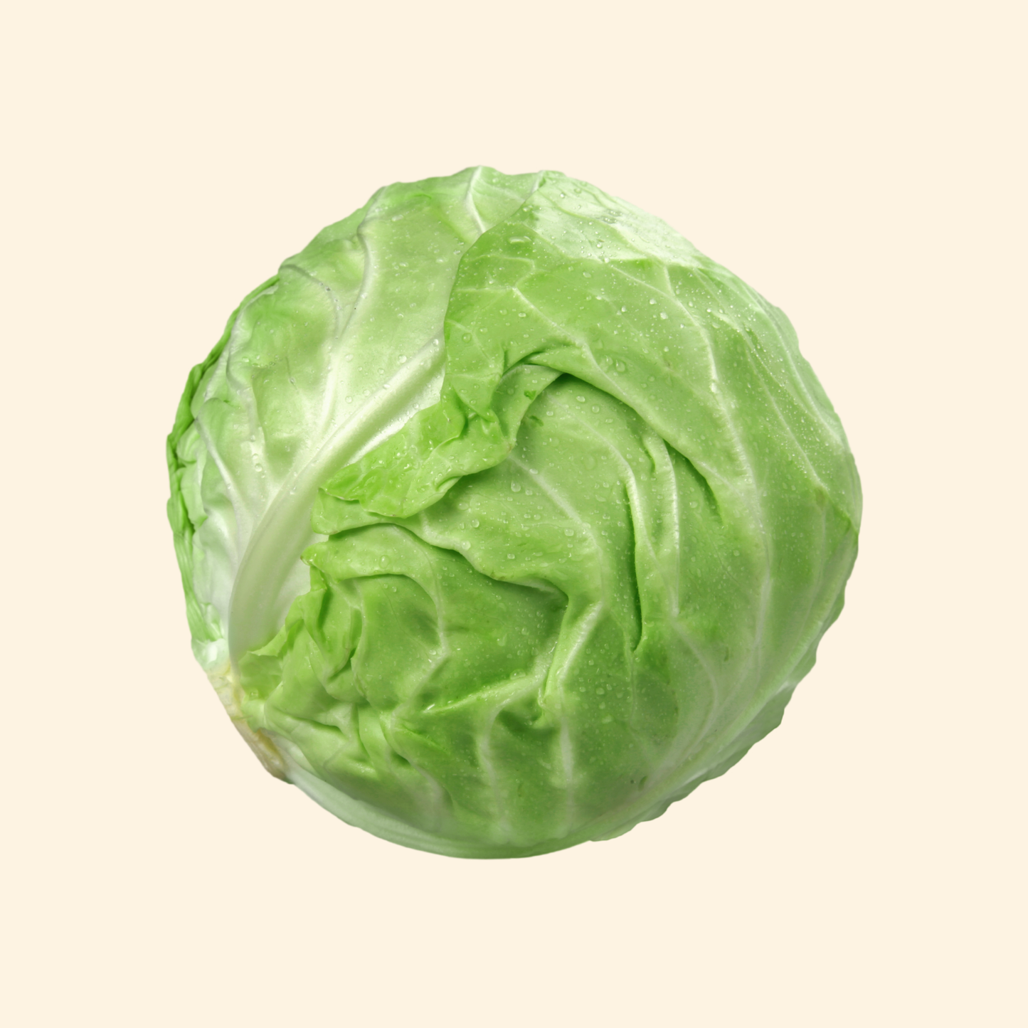 Green Cabbage