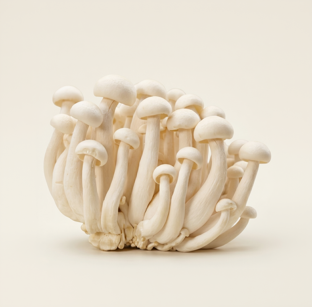 Milky Mushroom