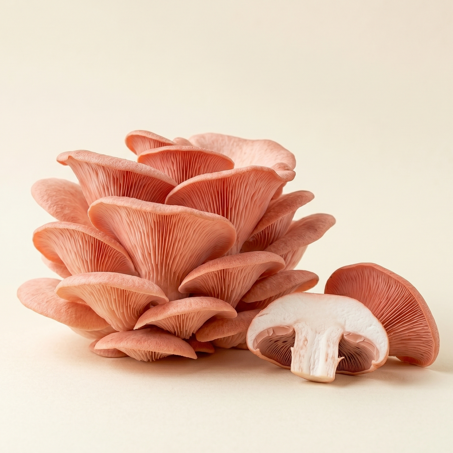 Pink Oyster Mushroom