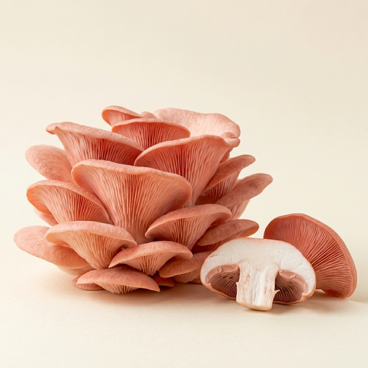 Pink Oyster Mushroom