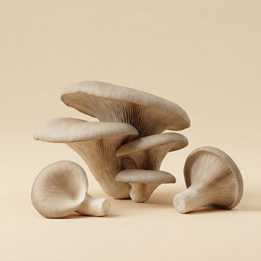 Oyster Mushrooms