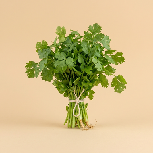Coriander