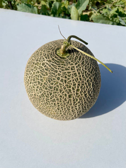 Indian Japanese Melon