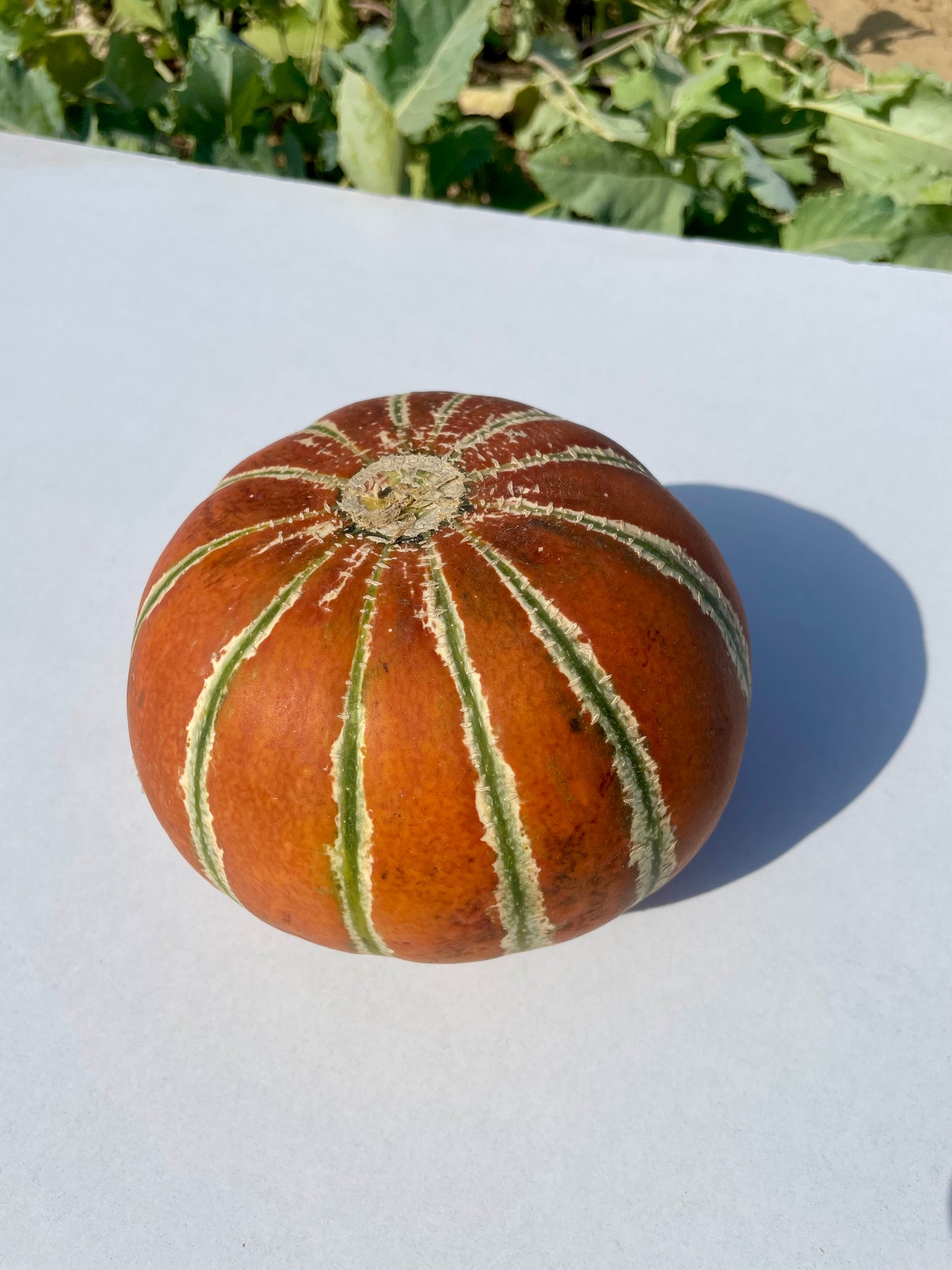 Orange Striped Melon