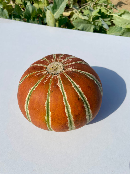 Orange Striped Melon