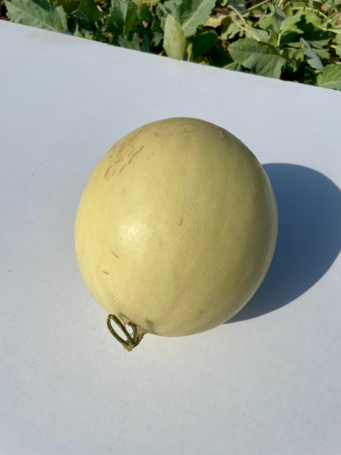 Madhumati Melon