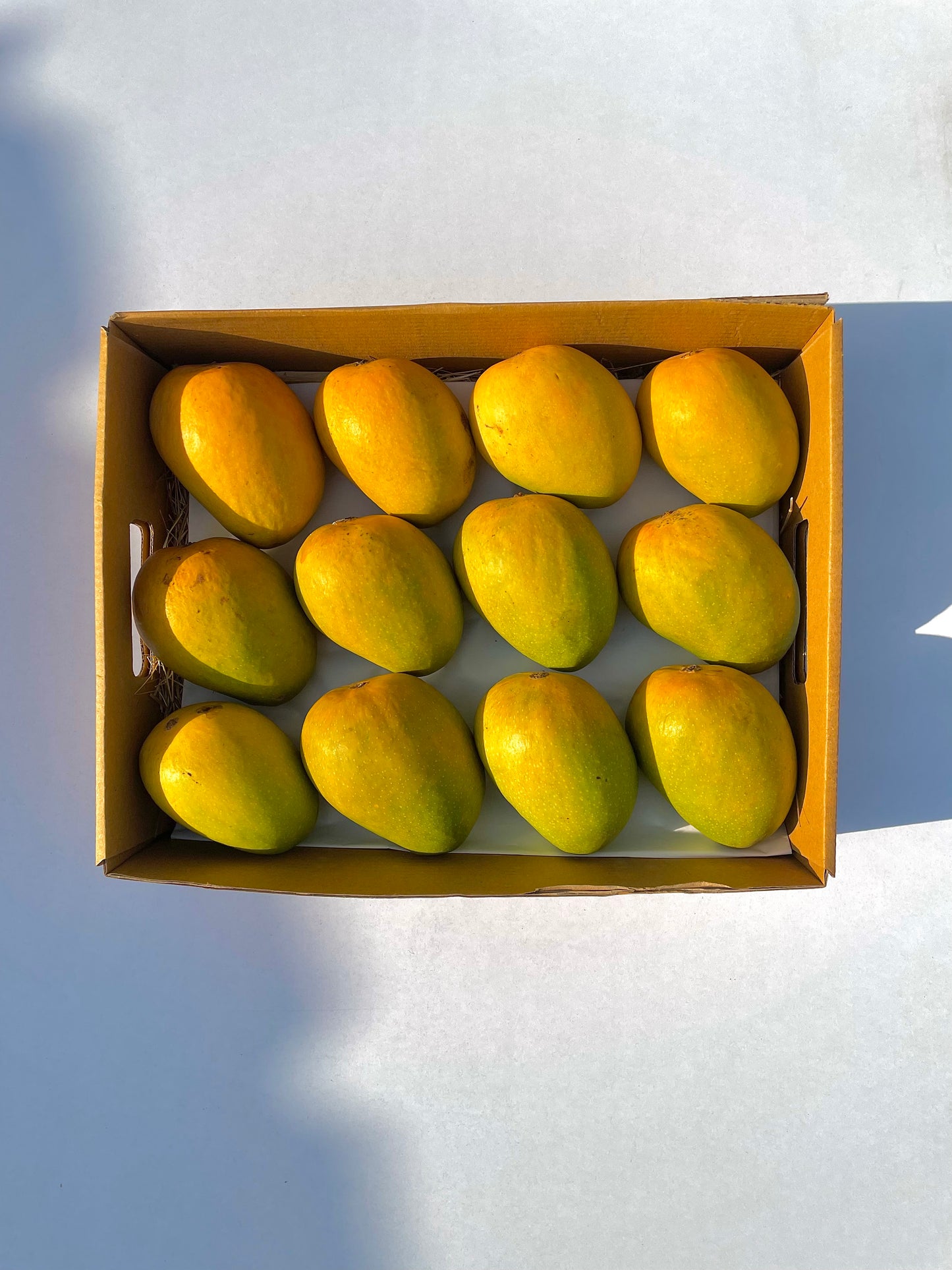 Mango Alphonso Ratnagiri