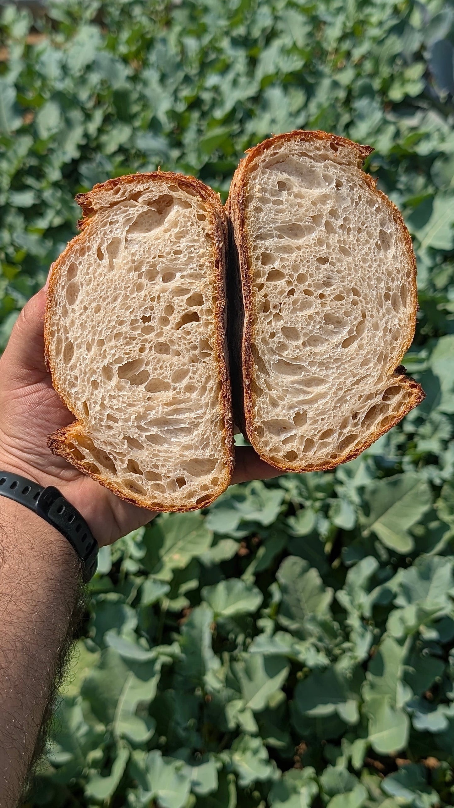 House Sourdough