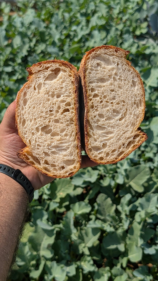 House Sourdough